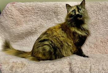 Farrah -  Tortoiseshell Cat for Adoption in Manitou Springs, Colorado - Farrah | PetCurious
