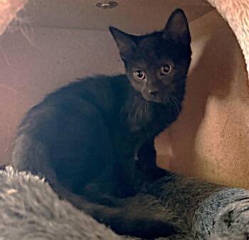 Domestic Short Hair Cats Available for Adoption - Black Rose | PetCurious