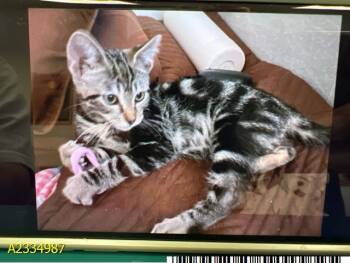 ZORRO -  Domestic Short Hair Cat for Adoption in West Palm Beach, Florida - ZORRO | PetCurious