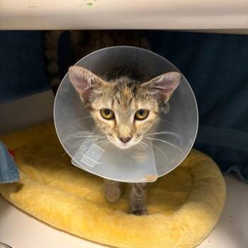 Ginger -  Domestic Short Hair Cat for Adoption in Woodinville, Washington - Ginger | PetCurious
