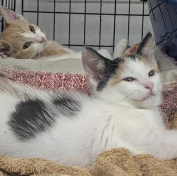 Cruiser -  Calico Cat for Adoption in Mears, Michigan - Cruiser | PetCurious