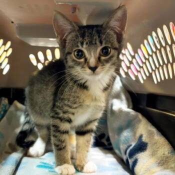 MILKSHAKE -  Domestic Short Hair Cat for Adoption in Tulsa, Oklahoma - MILKSHAKE | PetCurious