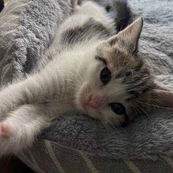 Caleb 2 -  Domestic Short Hair Cat for Adoption in Bulverde, Texas - Caleb 2 | PetCurious