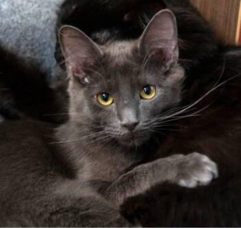 Trout -  Domestic Medium Hair Cat for Adoption in Anchorage, Alaska - Trout | PetCurious