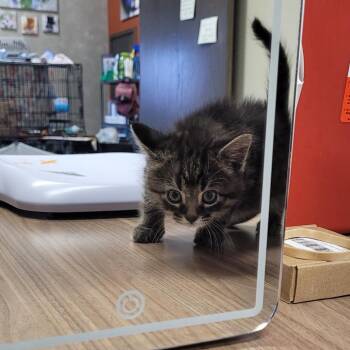 Domestic Short Hair Cats Available for Adoption in Bismarck, North Dakota - Rooney | PetCurious