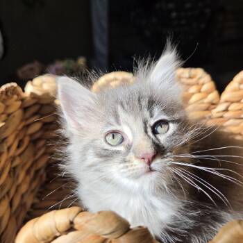 Sophie -  Domestic Long Hair Cat for Adoption in Rossville, Georgia - Sophie | PetCurious
