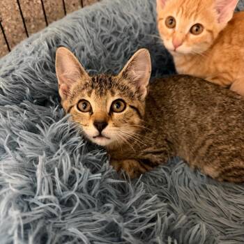 Mylanta -  Domestic Short Hair Cat for Adoption in Detroit Lakes, Minnesota - Mylanta | PetCurious