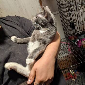 Stella (2) -  Domestic Short Hair Cat for Adoption in Spokane, Washington - Stella (2) | PetCurious