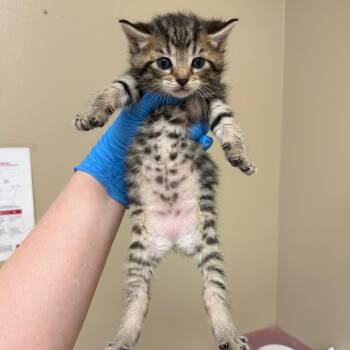 Gingham -  Domestic Short Hair Cat for Adoption in Birmingham, Alabama - Gingham | PetCurious