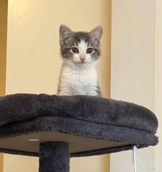 Maeby and Artie -  Domestic Short Hair Cat for Adoption - Maeby And Artie | PetCurious