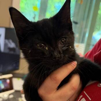 Carrietta -  Domestic Short Hair Cat for Adoption in Norman, Oklahoma - Carrietta | PetCurious