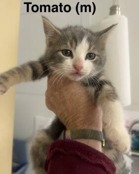 Domestic Short Hair Cats Available for Adoption in Saugerties, New York - Tomatoe | PetCurious