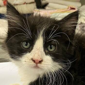 Domestic Medium Hair Cats Available for Adoption in Las Cruces, New Mexico - 107093 | PetCurious