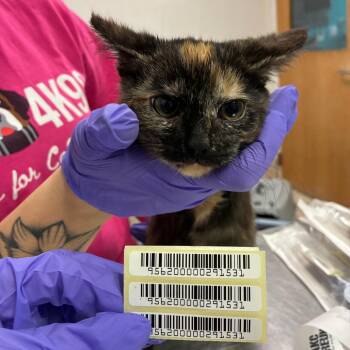 Cinder -  Domestic Medium Hair Cat for Adoption in Charleston, West Virginia - Cinder | PetCurious