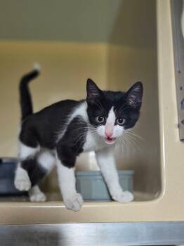 Ramaley -  Domestic Short Hair Cat for Adoption in Lexington, Kentucky - Ramaley | PetCurious