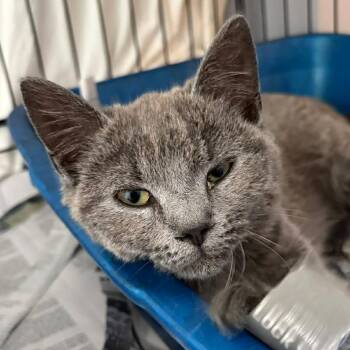 Domestic Short Hair Cats Available for Adoption in Washington, District Of Columbia - Dot | PetCurious