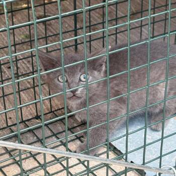 Ash -  Domestic Short Hair Cat for Adoption in Royse City, Texas - Ash | PetCurious