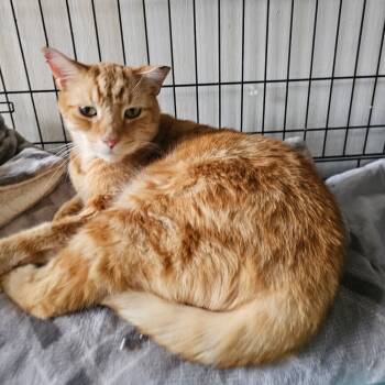Rescue Domestic Short Hair Cats for Adoption in Middletown, New York - Roger | PetCurious