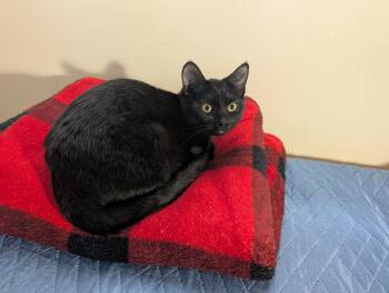 Shiso -  Domestic Medium Hair Cat for Adoption in Montreal, Quebec - Shiso | PetCurious