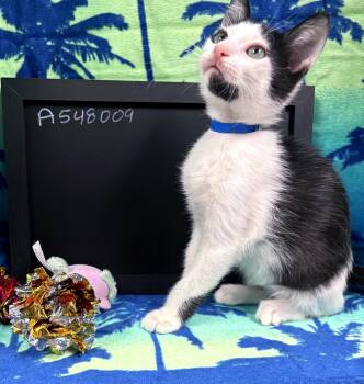 Duke -  Domestic Short Hair Cat for Adoption in Lake Monroe, Florida - Duke | PetCurious