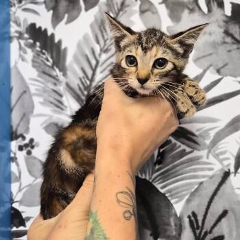 Clawdeen -  Domestic Short Hair Cat for Adoption in Wahiawa, Hawaii - Clawdeen | PetCurious