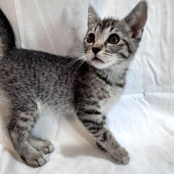 Sonnet -  Domestic Short Hair Cat for Adoption in Brea, California - Sonnet | PetCurious