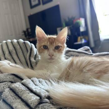 Elmer -  Domestic Medium Hair Cat for Adoption in Auburn, Alabama - Elmer | PetCurious