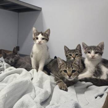 Gemini -  Domestic Short Hair Cat for Adoption in Philadelphia, Pennsylvania - Gemini | PetCurious