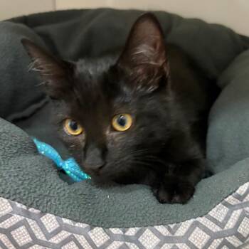 Domestic Short Hair Cats Available for Adoption in Chattanooga, Tennessee - Boa | PetCurious