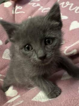 Delta -  Domestic Medium Hair and Russian Blue Cat Available for Adoption in Little Rock, Arkansas - Delta | PetCurious