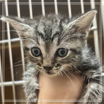 FWT Nova -  Domestic Short Hair Cat for Adoption in Midland, Texas - FWT Nova | PetCurious