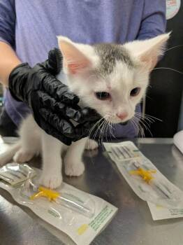 Insurance Fraud -  Domestic Short Hair Cat for Adoption in Cincinnati, Ohio - Insurance Fraud | PetCurious