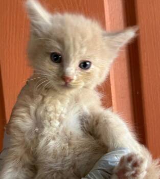 Domestic Short Hair Cats Available for Adoption in Huntington Beach, California - Percy | PetCurious