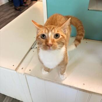 Cleveland -  Domestic Short Hair Cat for Adoption in Carencro, Louisiana - Cleveland | PetCurious