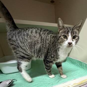 Domestic Short Hair Cats Available for Adoption in Hinesville, Georgia - Mystery | PetCurious