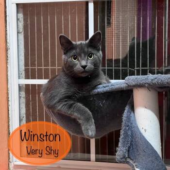 Rescue Domestic Short Hair Cats for Adoption in Tulsa, Oklahoma - Winston | PetCurious