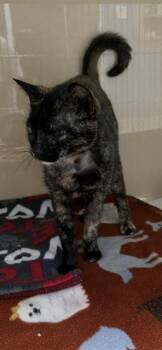 Domestic Short Hair Cats Available for Adoption in Palmetto, Florida - A136562 | PetCurious