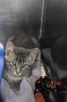 Benny -  Domestic Short Hair Cat for Adoption in Mount Vernon, Ohio - Benny | PetCurious