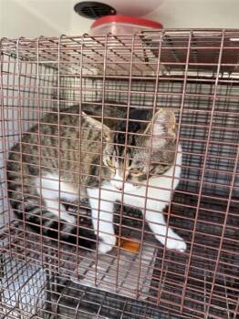 A657408 -  Domestic Short Hair Cat for Adoption in Houston, Texas - A657408 | PetCurious