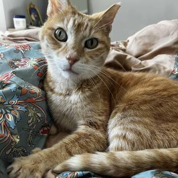 Rescue Domestic Short Hair Cats for Adoption in Philadelphia, Pennsylvania - Cutie | PetCurious