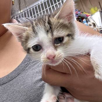 Kiana -  Domestic Short Hair Cat for Adoption in Leander, Texas - Kiana | PetCurious