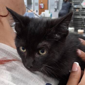 Bean* -  Domestic Medium Hair Cat for Adoption in San Gabriel, California - Bean* | PetCurious