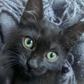 Baddy -  Domestic Short Hair Cat for Adoption in Grantsville, Utah - Baddy | PetCurious