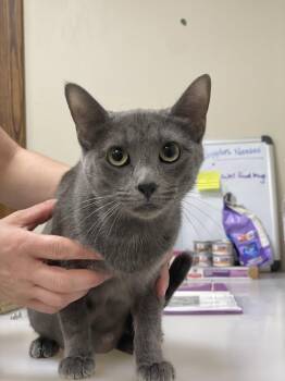 Domestic Short Hair Cats Available for Adoption in Lancaster, Pennsylvania - Loralei | PetCurious