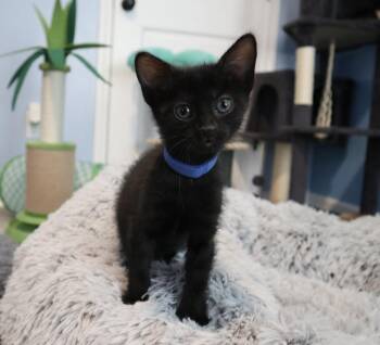 Beaker -  Domestic Short Hair Cat for Adoption in Rossville, Tennessee - Beaker | PetCurious