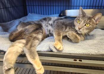 Megan -  Domestic Short Hair Cat for Adoption in Clayton, New Jersey - Megan | PetCurious