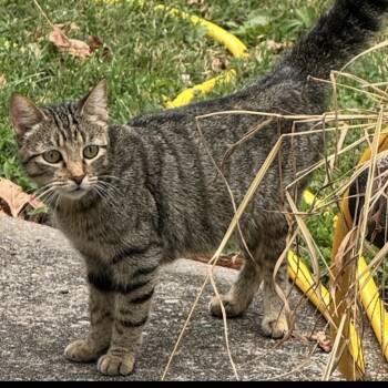 Rescue Domestic Short Hair Cats for Adoption in Springfield, Missouri - Claire | PetCurious