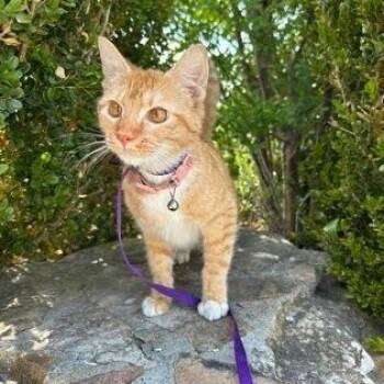 Cassy -  American Shorthair Cat Available for Adoption in Bethel, Connecticut - Cassy | PetCurious