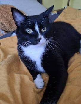 Gidget -  Domestic Short Hair Cat for Adoption in Montreal, Quebec - Gidget | PetCurious