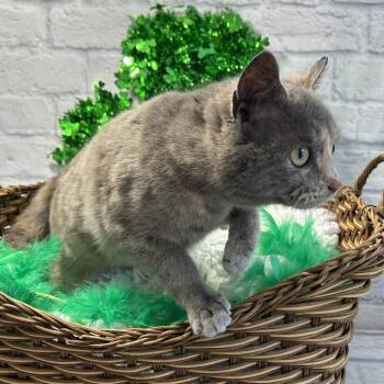 Domestic Short Hair Cats Available for Adoption - Clover | PetCurious